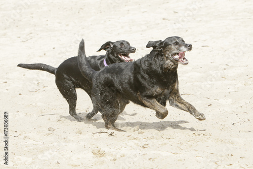Two dogs playing in the sand