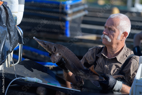 fish farm older worker photo