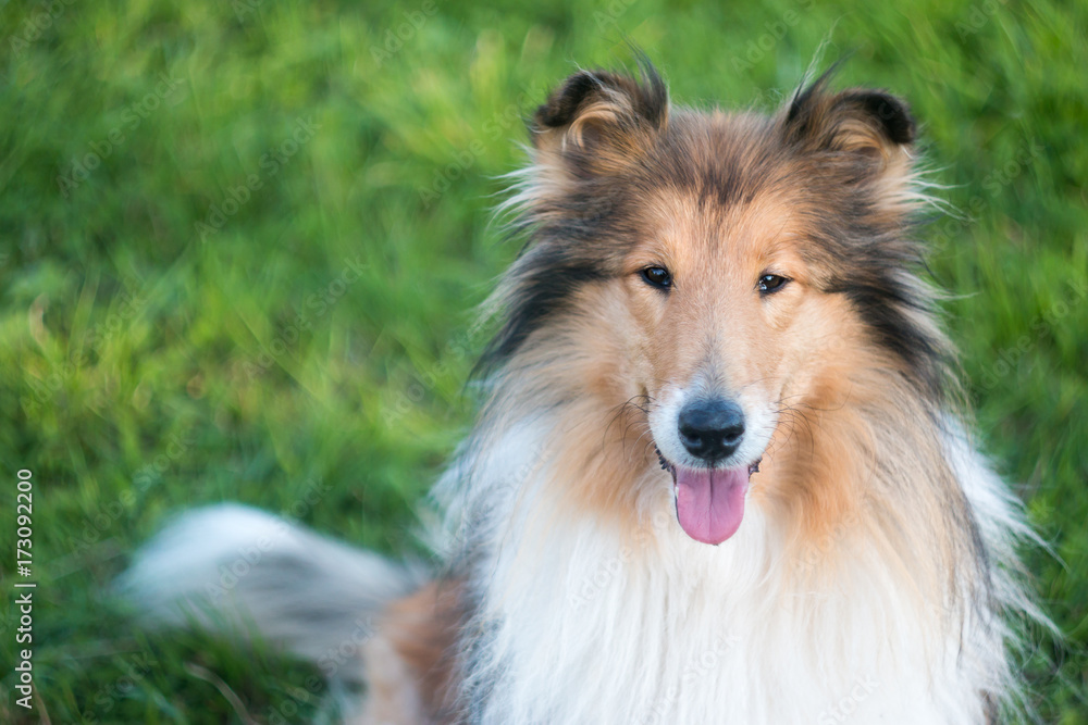 Portrait of beautiful rough collie, grass background