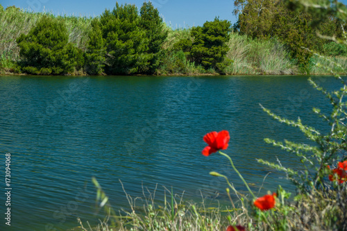 Papavero rosso, beach Osalla, Orosei, Sardidia, Italy. photo