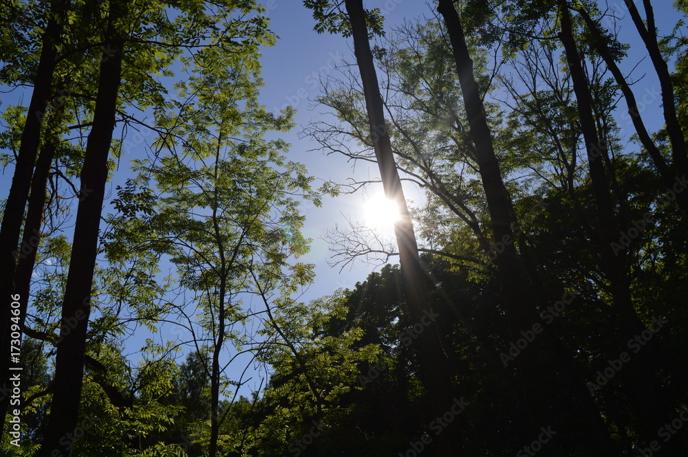 Obraz premium Forest