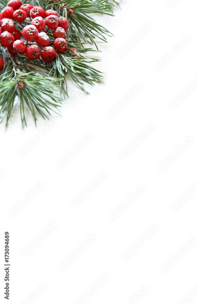 Branches of pine and a bunch of red Rowan on white background. Copy space.