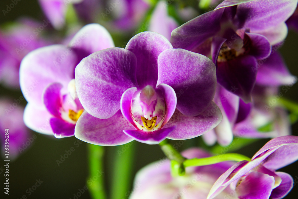 Fototapeta premium Colorful flowers beautiful plants bloom from spring to autumn