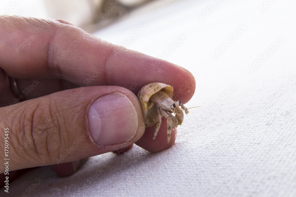 Small hermit crab in hand