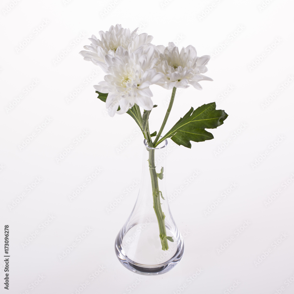 White chrysanthemum in a transparent vase on a white background