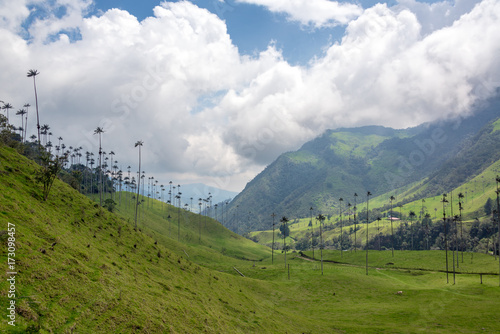 Cocora Valley and Sky