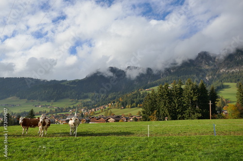 Tirol, Alpen, Berge, Kühe