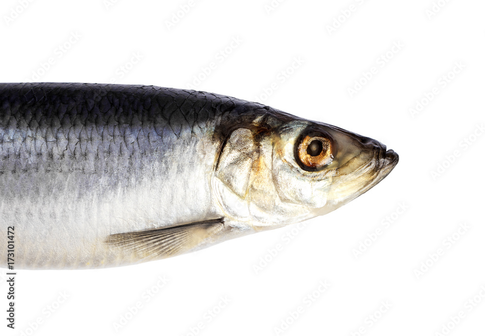 Herring fish isolated on white background. Herring fish head cut out Herring fish isolated on white background. Herring fish head cut out