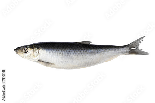 herring isolated on white background. Fresh Herring fish