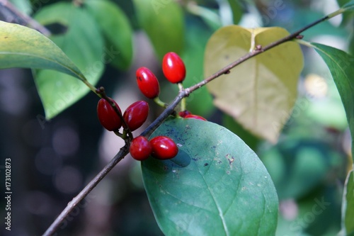 Spicebush berries