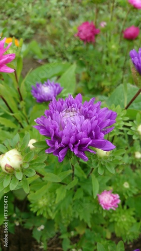 Violet flower chrysanthemum 