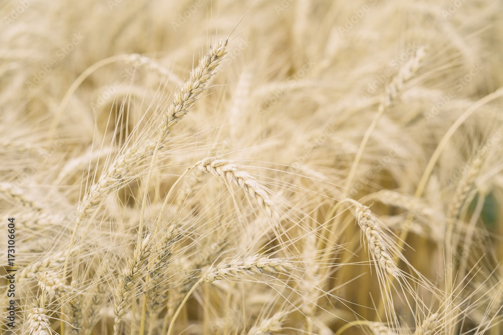 Close-up of wheat field, ears of cereals in the hot summer noon. With place for your text, for background use. Close-up of wheat field, ears of cereals in the hot summer noon. With place for your text, for background use.