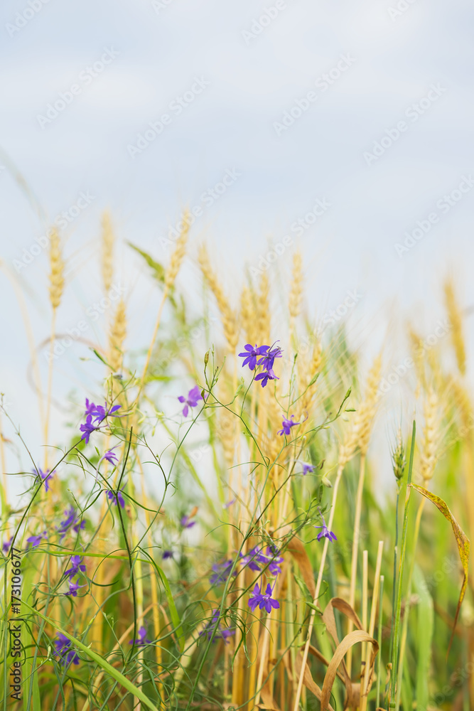 Obraz premium Agriculture. Wild cute weeds in a field on a farm on a sunny summer day, along with cereal ears. Rural verticcal background