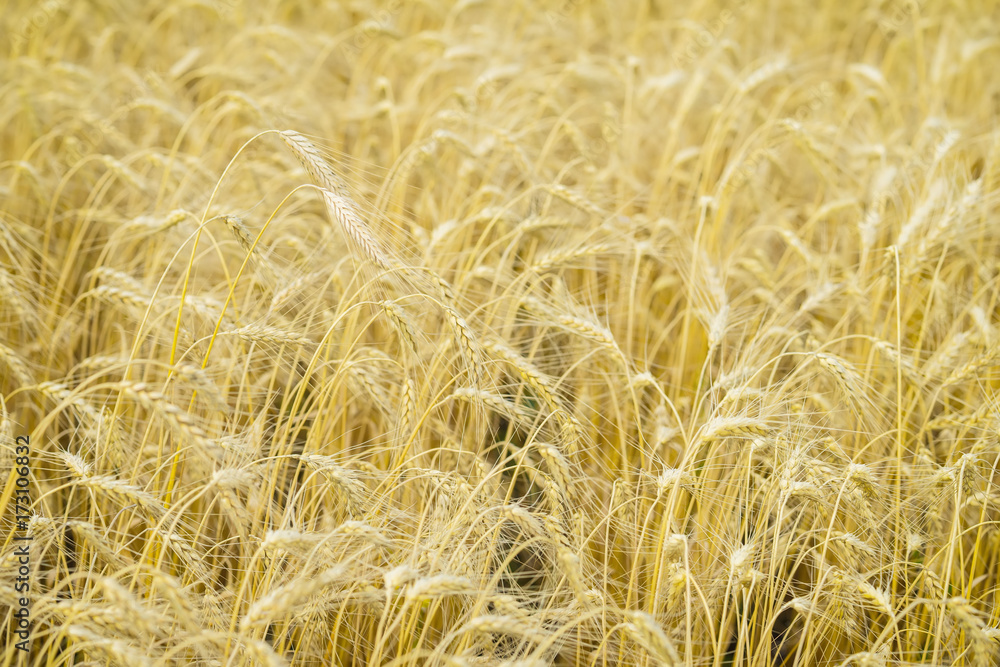 Ripe cereal ears close-up on hot summer afternoon on background of yellow field. Ripe cereal ears close-up on hot summer afternoon on background of yellow field.