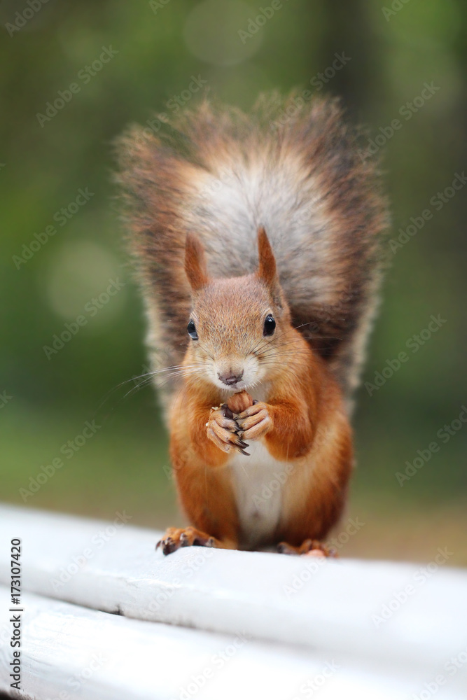 Obraz premium A cute red squirrel stands on a white ledge holding a nut. Concept of: Wildlife in natural setting