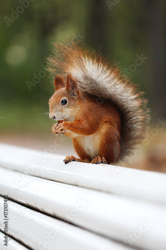 Red squirrel eats nut on a bench in the park