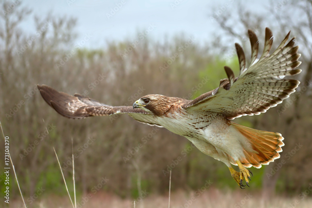 Fototapeta premium Hawk flying up close