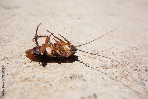 Dead cockroach