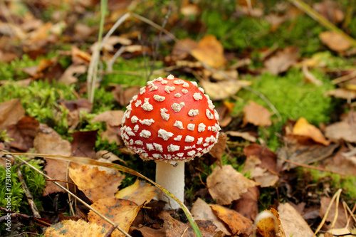 Bright red poisonous mushroom in autumn forest 