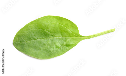 Fresh spinach leaf on white background