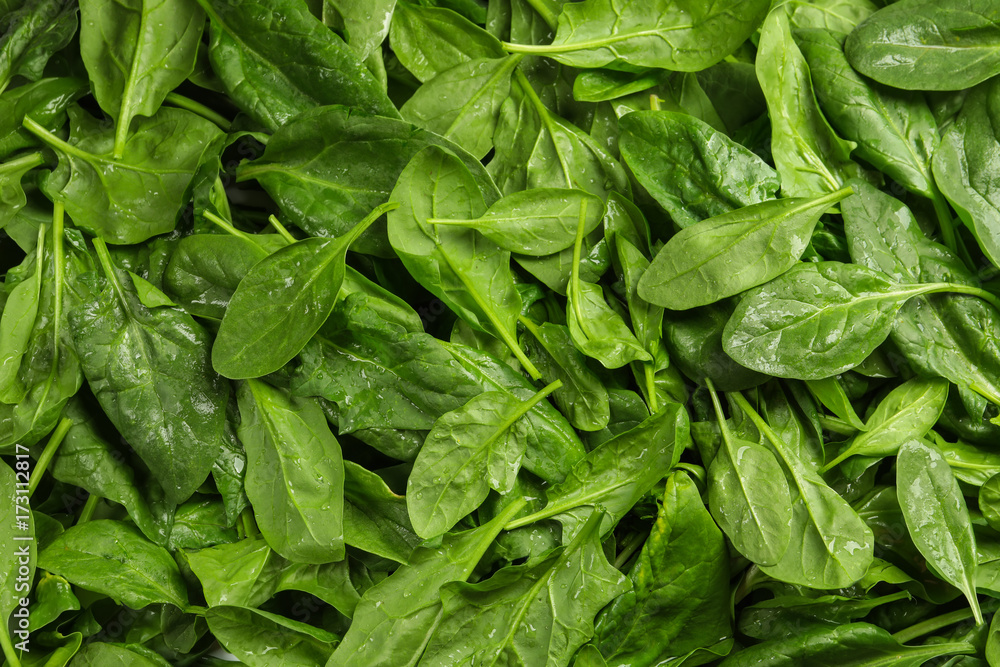 Fresh spinach leaves as background Fresh spinach leaves as background