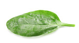 Fresh spinach leaf on white background