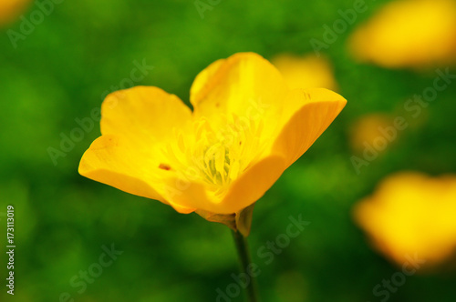 Buttercup