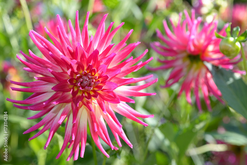 Fototapeta Naklejka Na Ścianę i Meble -  Cactus Dahlia Bénazet 2017