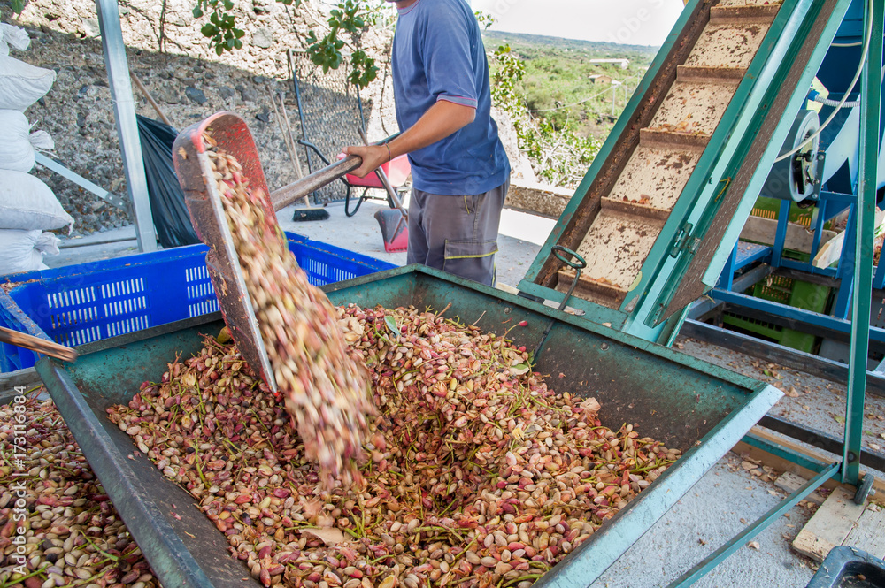 Harvest season: big metal funnel filled with just picked pistachios for the dehusking process