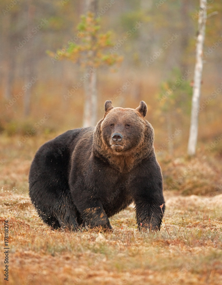 Fototapeta premium brown bear, ursus arctos, Finland