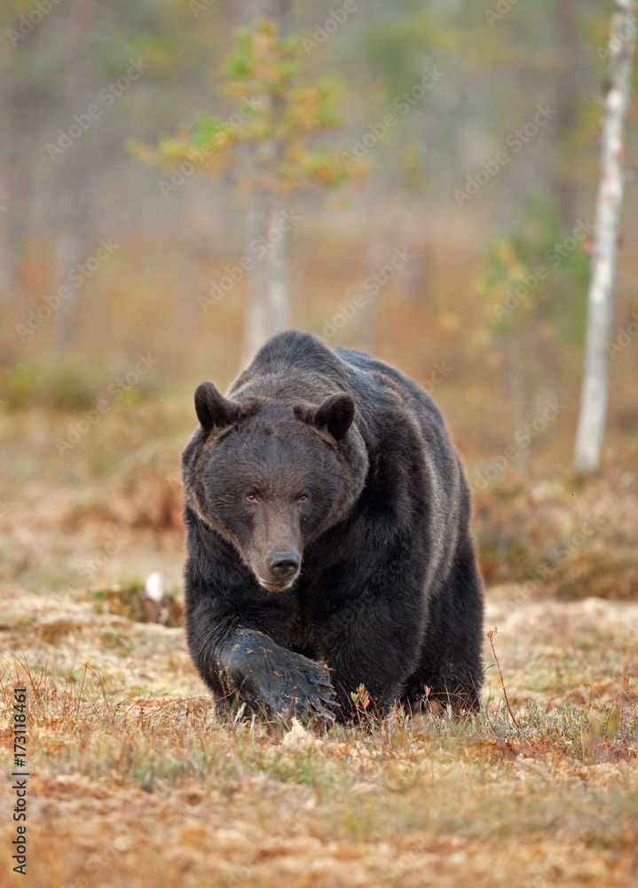 Fototapeta premium brown bear, ursus arctos, Finland