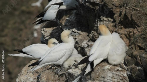 Gannets Nesting at Troup Head, Scotland photo