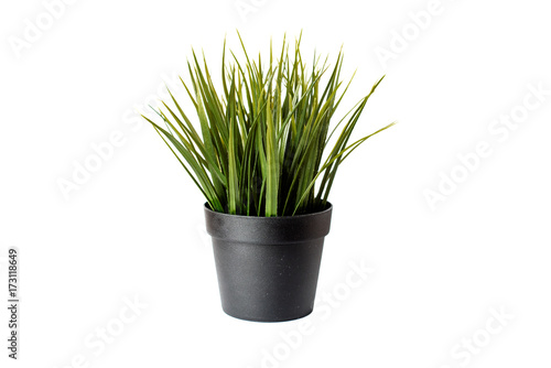 green flower in a black pot on white background