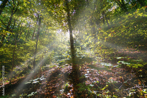 Fototapeta Naklejka Na Ścianę i Meble -  Early sunbeams in a forest
