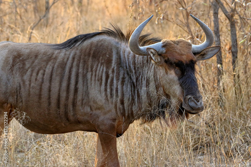 Fényképezés The black wildebeest or white-tailed gnu (Connochaetes gnou), South Africa