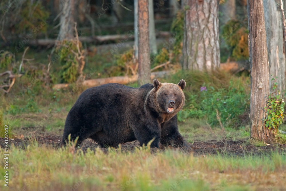 Fototapeta premium brown bear, ursus arctos, Finland
