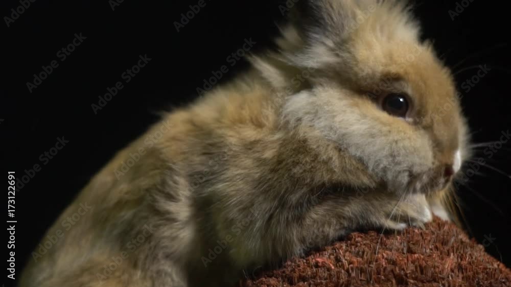 A fluffy rabbit with big eyes frightenedly stirs a spout A fluffy rabbit with big eyes frightenedly stirs a spout