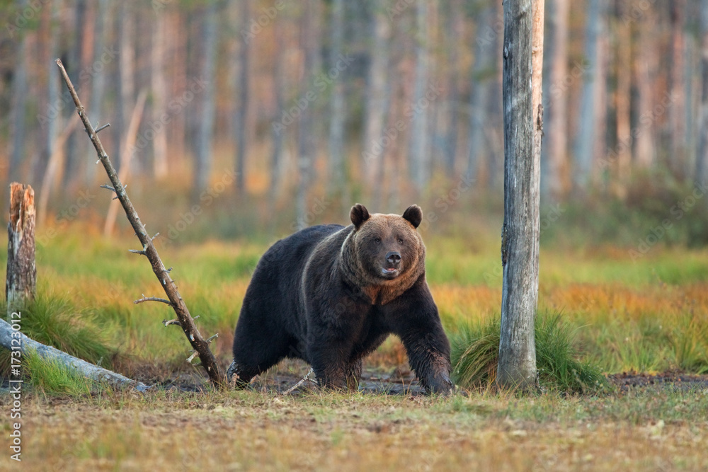 Fototapeta premium brown bear, ursus arctos, Finland