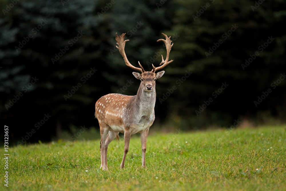 Obraz premium fallow deer, dama dama, Czech republic