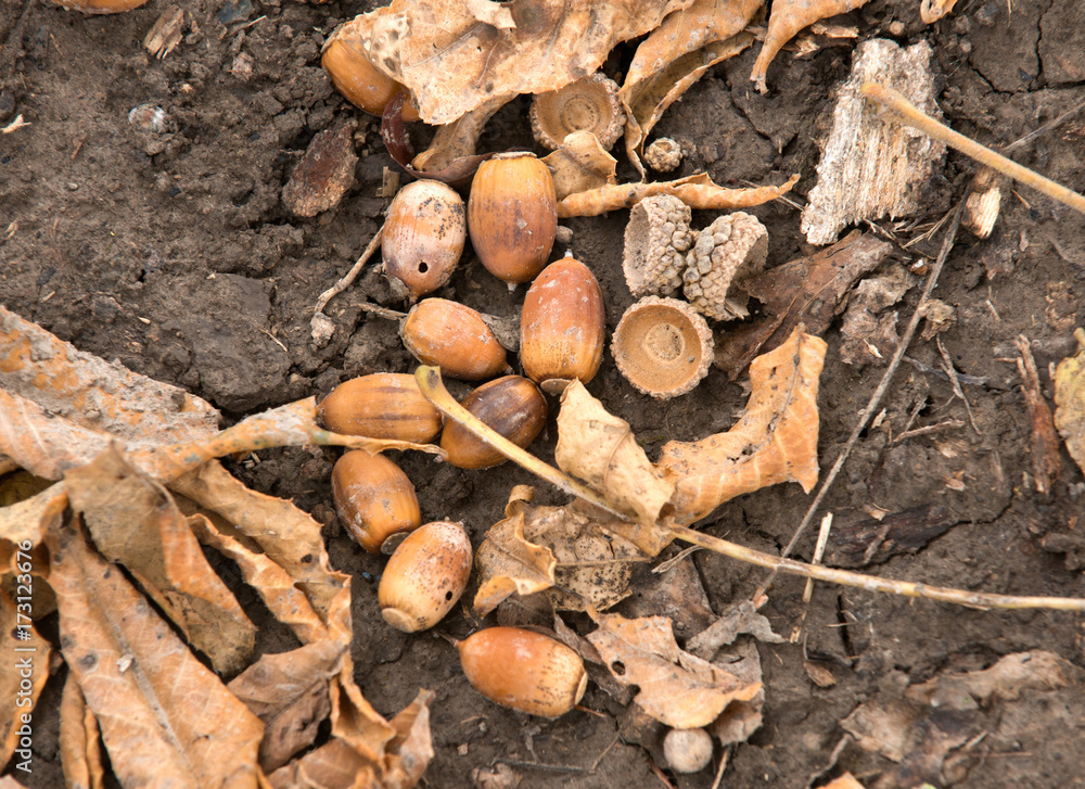 Bunch of acorns on fall oak leaves during warm sunny day Bunch of acorns on fall oak leaves during warm sunny day