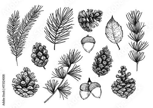 Hand drawn vector illustrations - Forest Autumn collection. Spruce branches, acorns, pine cones, fall leaves. Design elements for invitations, greeting cards, quotes, blogs, posters, prints photo