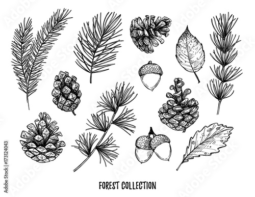 Hand drawn vector illustrations - Forest Autumn collection. Spruce branches, acorns, pine cones, fall leaves. Design elements for invitations, greeting cards, quotes, blogs, posters, prints