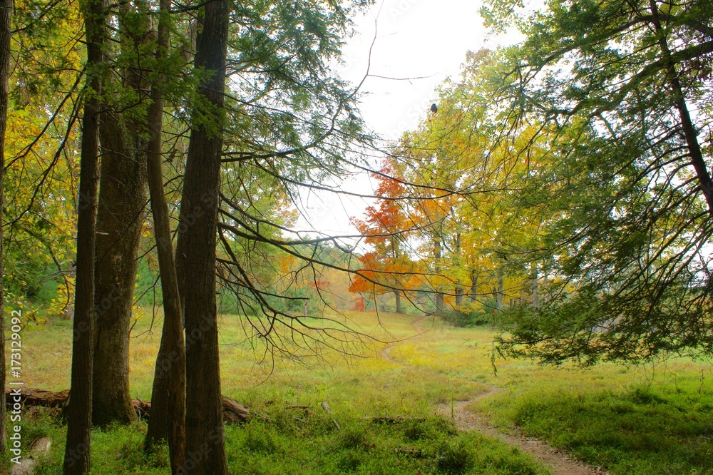 Scenic Autumn Pathway