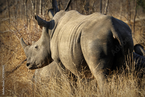 White rhino / rhinoceros, showing off his huge horn. South Africa photo