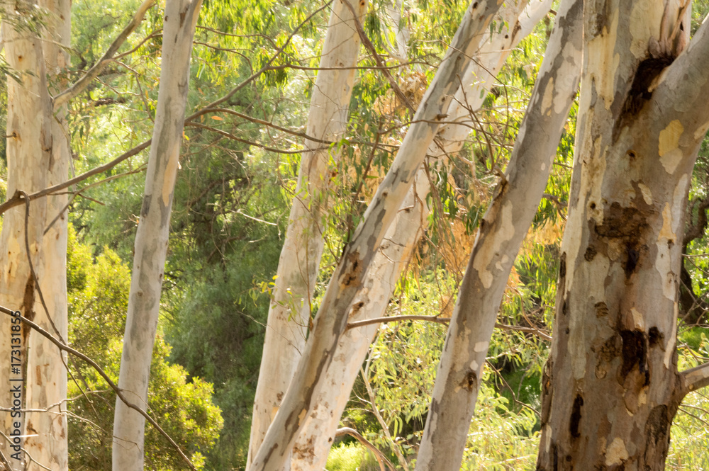 Gum tree background 2. Gum tree background 2.