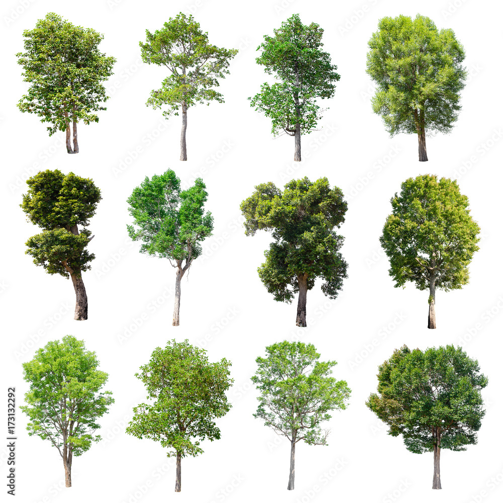 Set of isolated trees on white background. Set of isolated trees on white background.