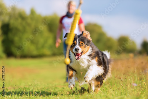 Australian Shepherd dog runs to retrieve a toy