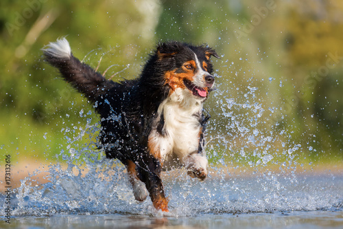 Australian Shepherd dog runs through the water photo