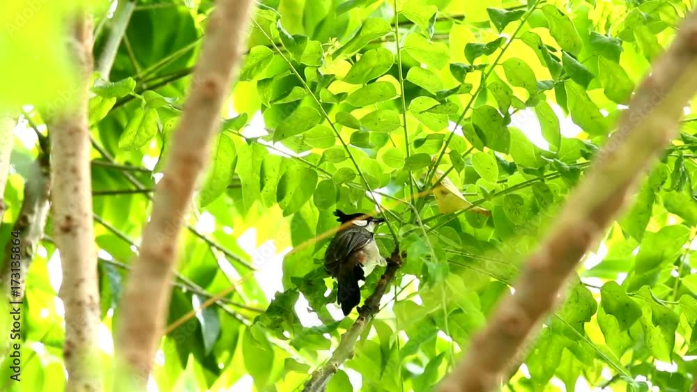 red-whiskered bulbul bird eating pollen on tree red-whiskered bulbul bird eating pollen on tree