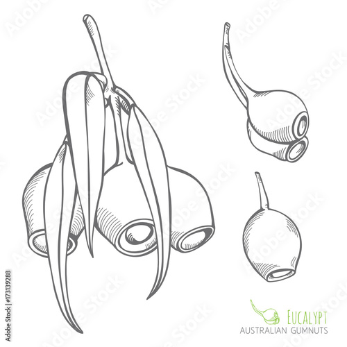 Australian Gumnut Eucalypt Branches and seed pods Vector